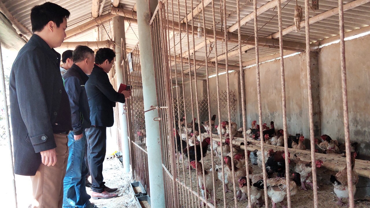 Mô hình chăn nuôi gà tại Hợp tác xã chăn nuôi và kinh doanh gà đông tảo tại xã Đông Tảo, huyện Khoái Châu